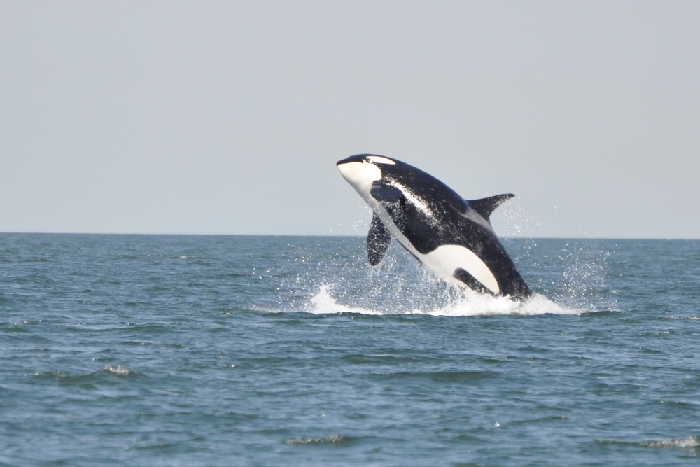 【Encounter the Wonderful Ocean World】Vancouver Half-Day Whale Watching Tour: Richmond to Salish Sea Roundtrip