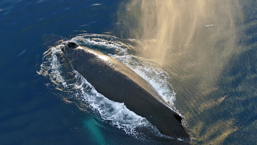 【Encounter the Wonderful Ocean World】Vancouver Half-Day Whale Watching Tour: Richmond to Salish Sea Roundtrip