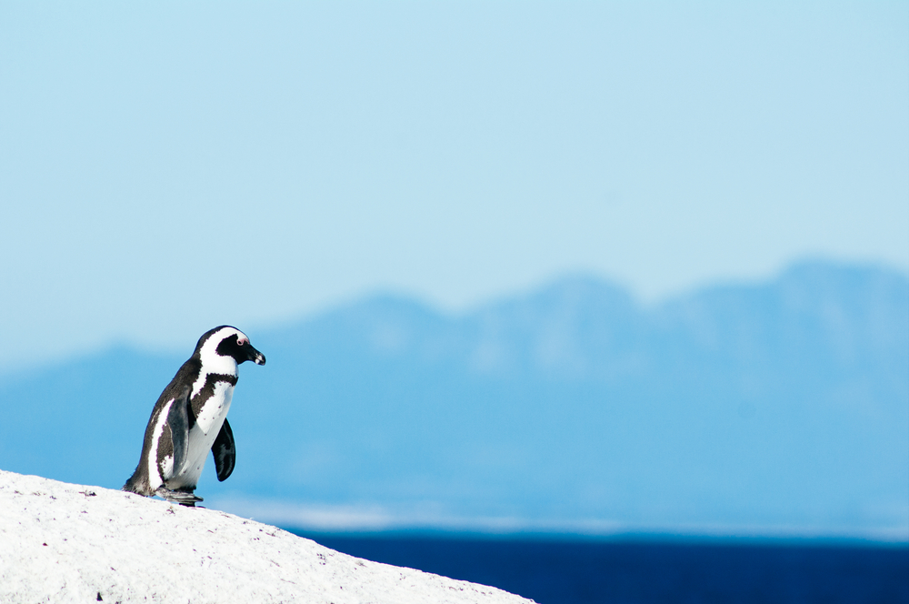 津巴布韦维多利亚瀑布城+5