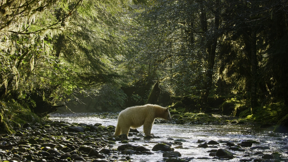 Great Bear Rainforest