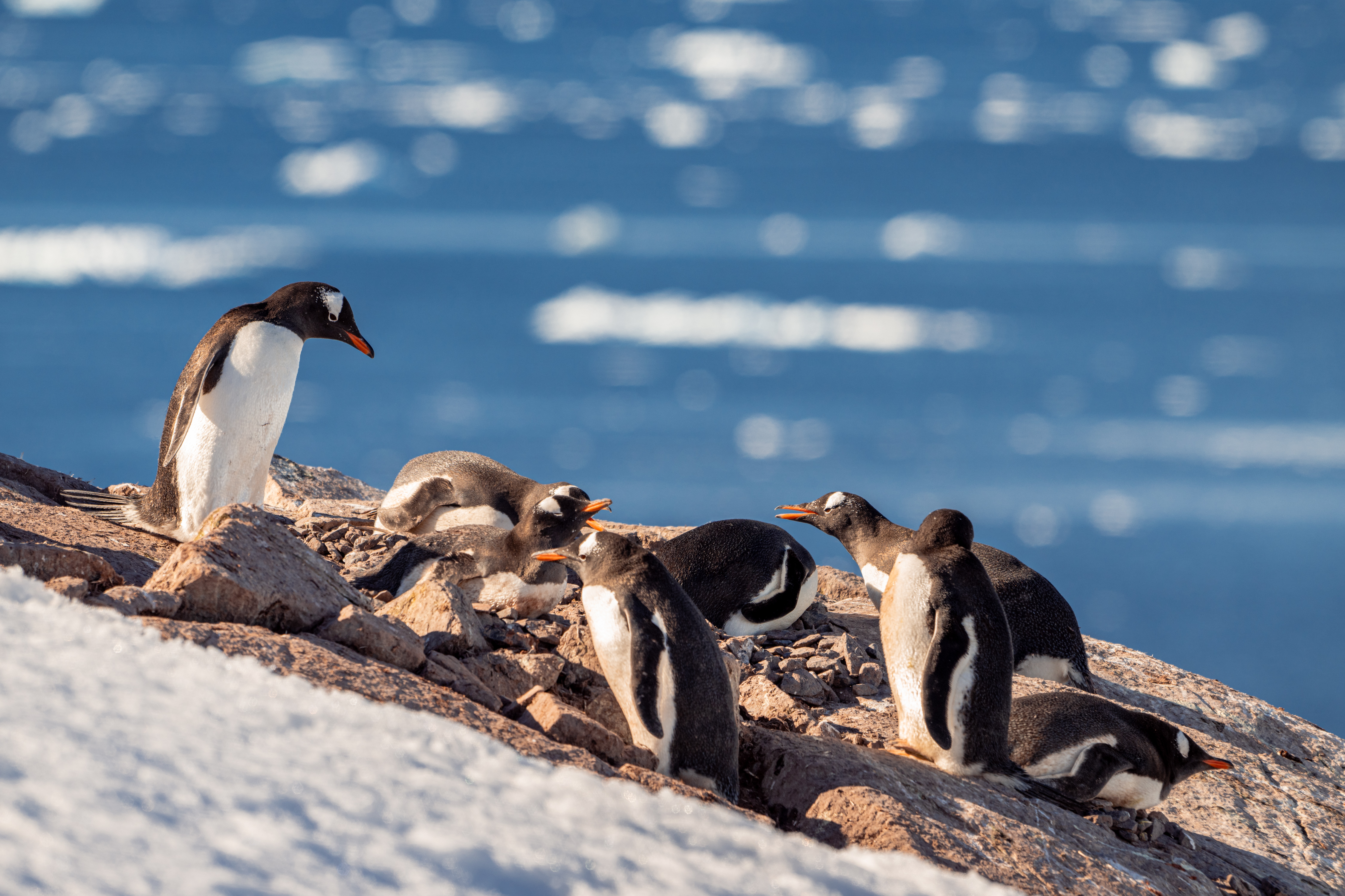 布宜诺斯艾利斯+3