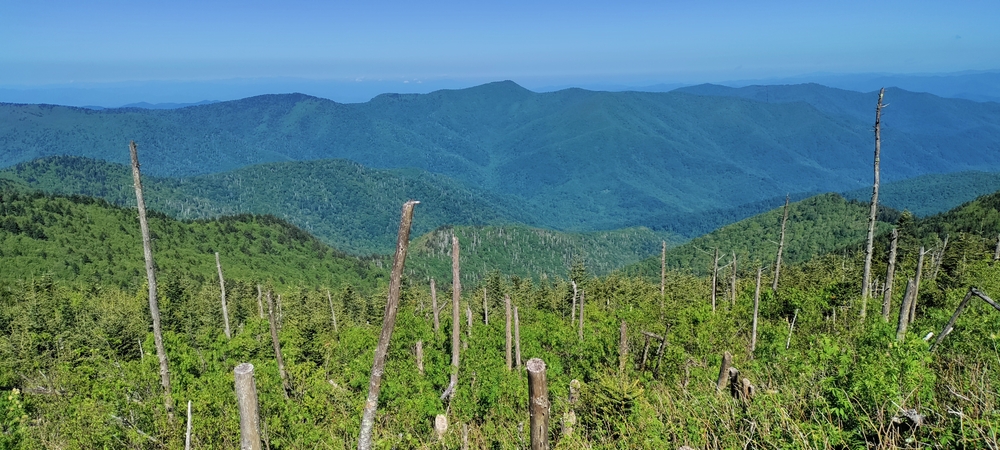 Mount Mitchell State Park