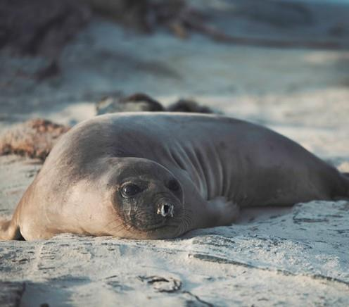 布宜诺斯艾利斯+7