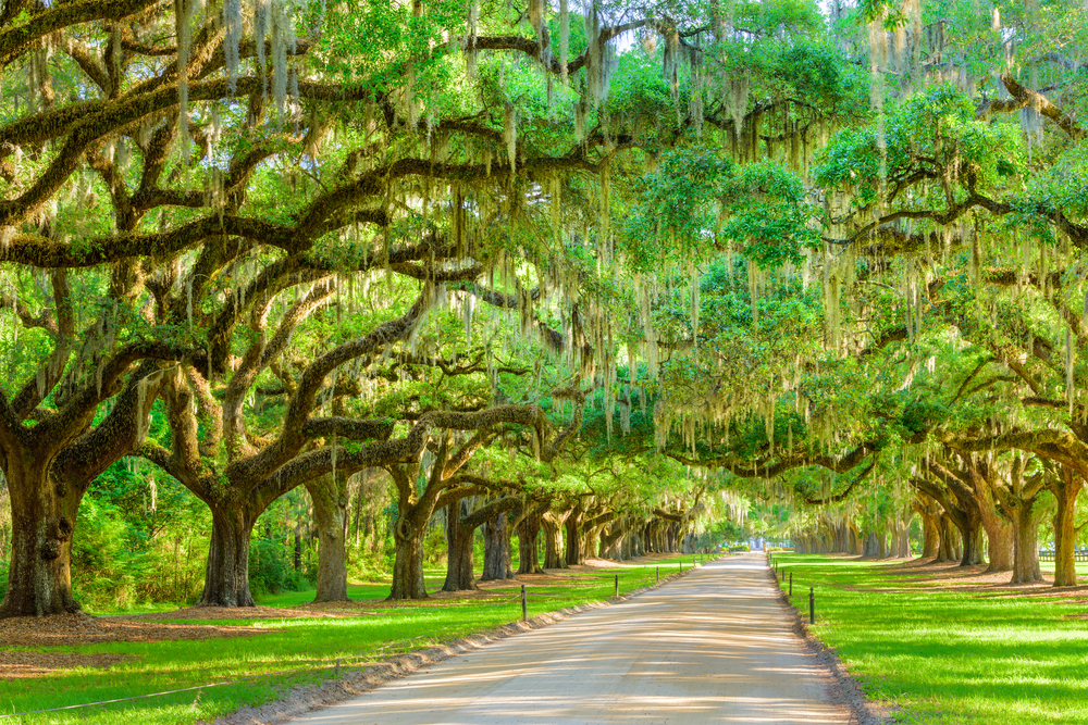 Boone Hall Plantation & Gardens