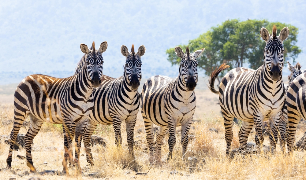 8-Day Tanzania and Ngorongoro Tour from Kilimanjaro: Tarangire National Park and Serengeti National Park