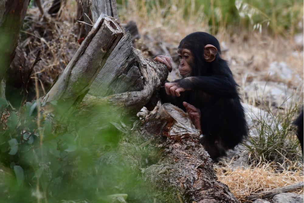 阿德莱德(南澳)