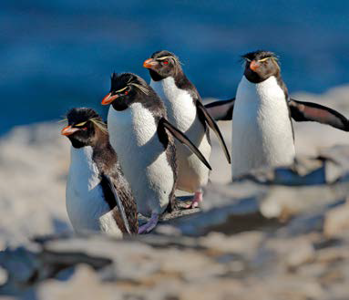 布宜诺斯艾利斯+5